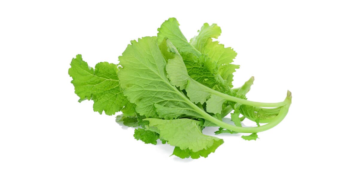 Mustard Green