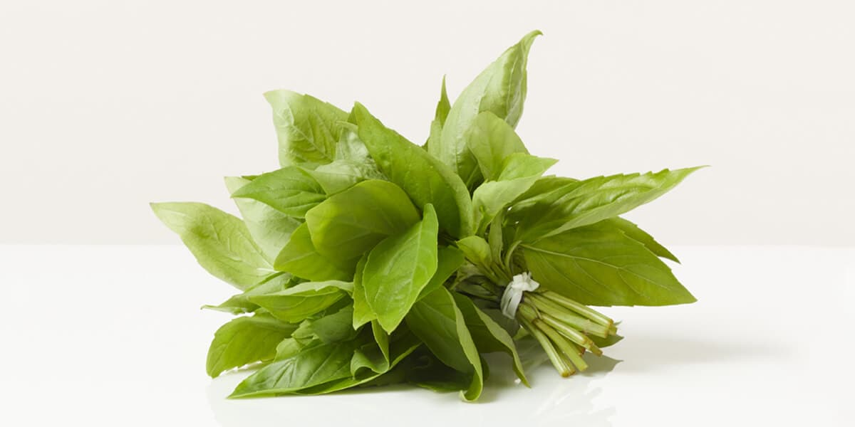 Basil