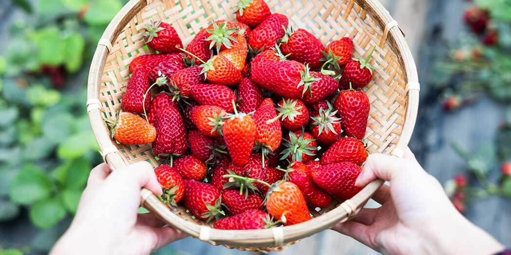strawberry-season-hero