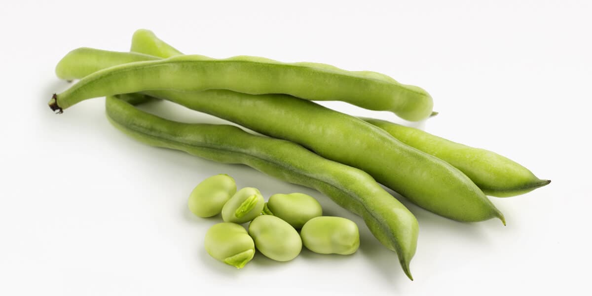 Fava Beans